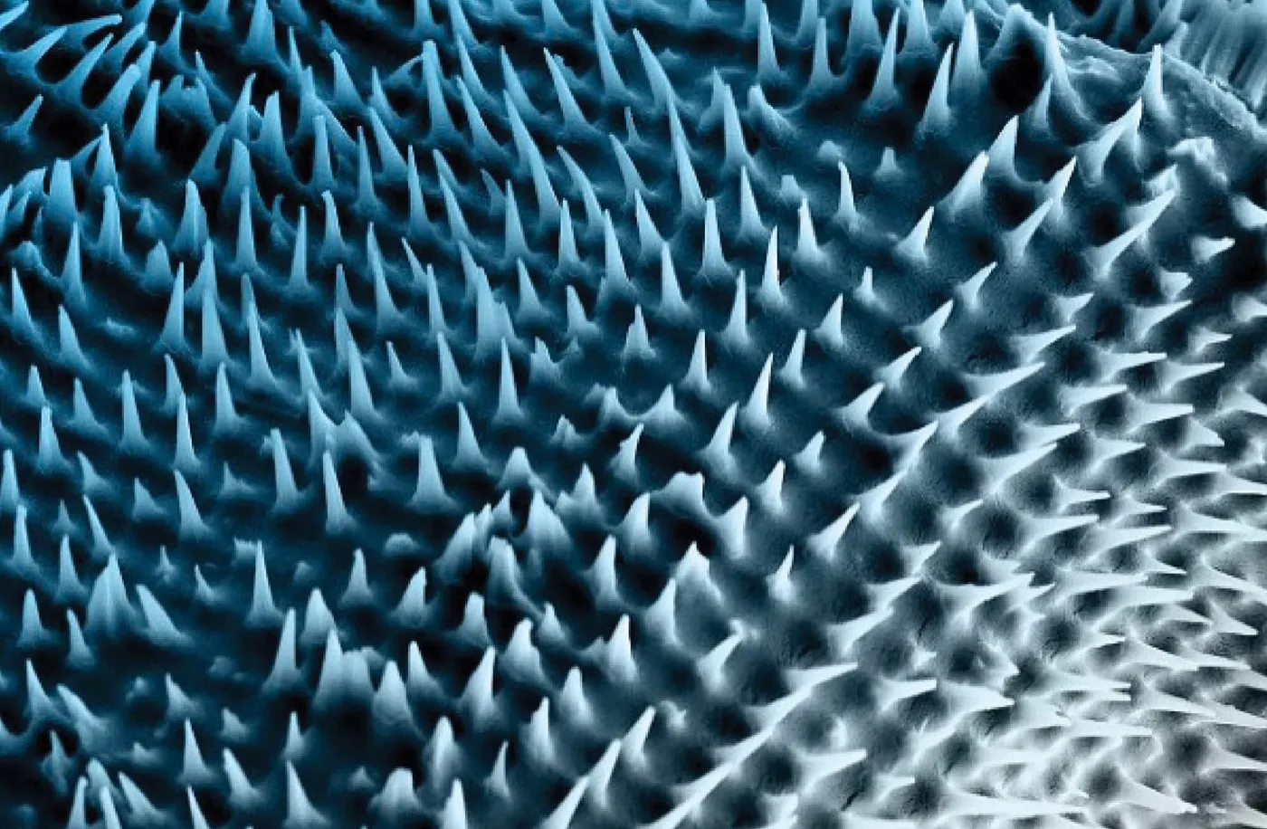 Blue-tinted electron micrograph of a field of sharp nanoneedles.